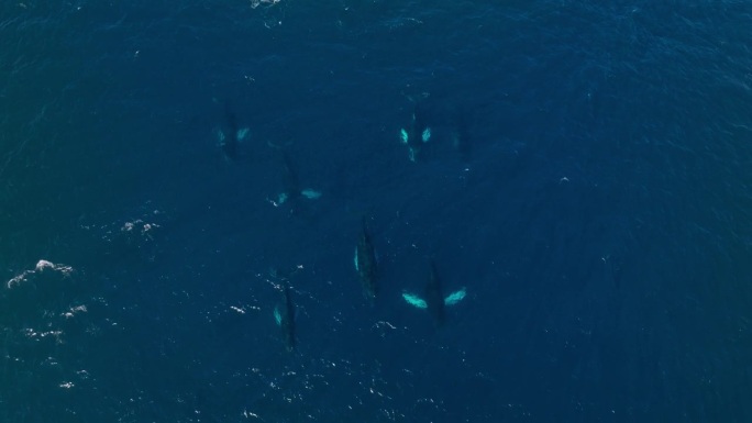 一群座头鲸一起游泳，冲出水面喷水，鸟瞰图