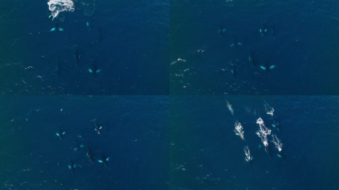 一群座头鲸一起游泳，冲出水面喷水，鸟瞰图