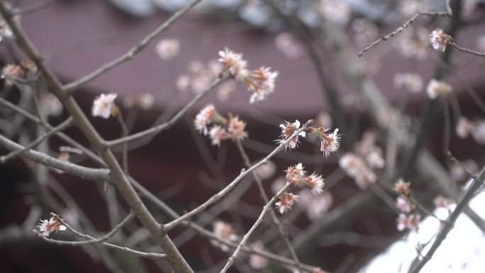 樱花季