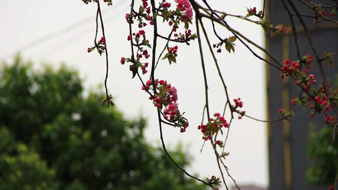 春分时节的樱花盛开