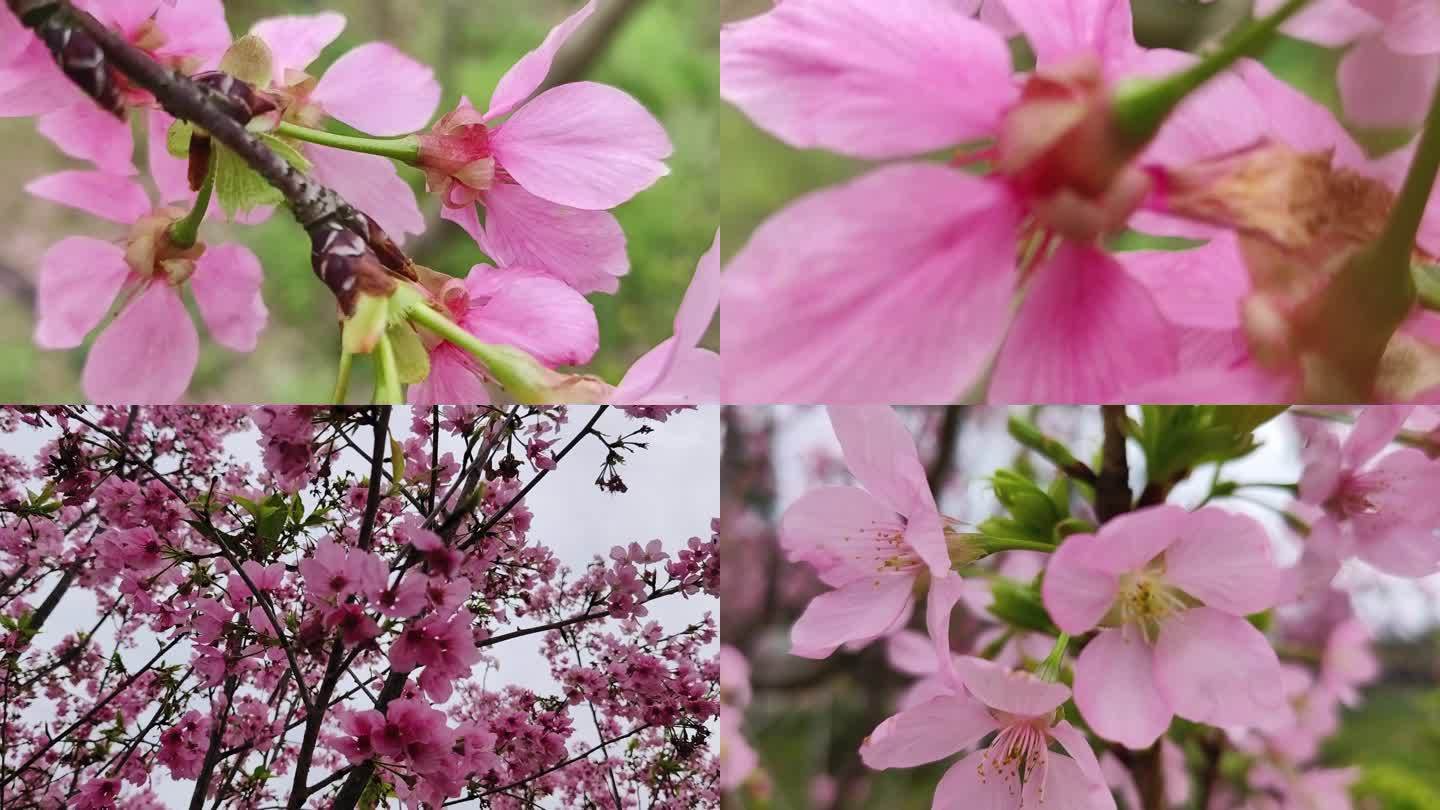 春暖花开春季立春春分梅花花开梅花花海梅花