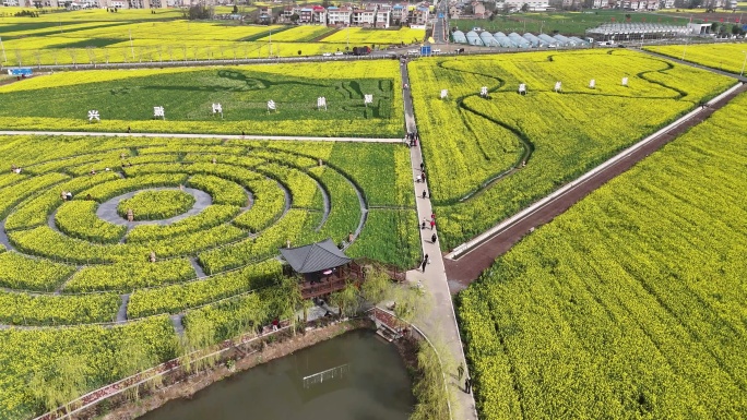 云梦胡金店油菜花