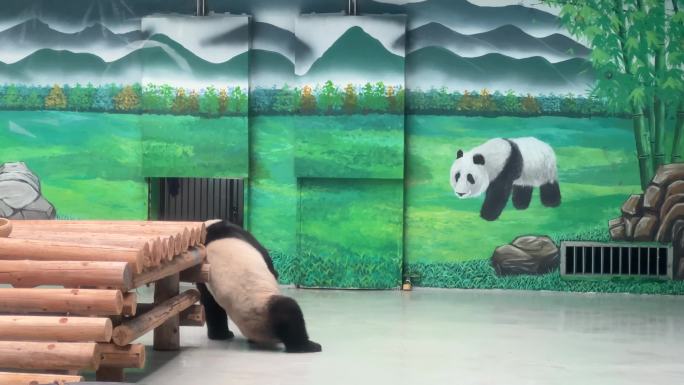 柳州动物园大熊猫