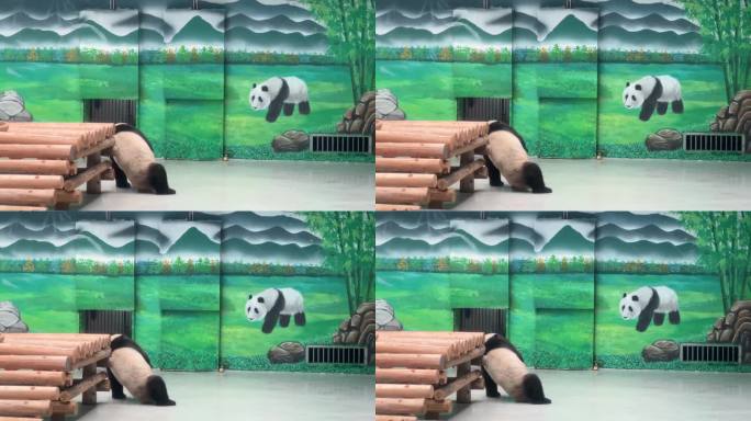 柳州动物园大熊猫