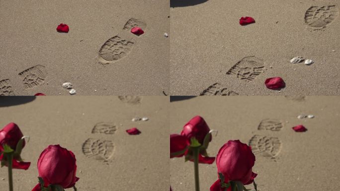 海滩上的红色玫瑰