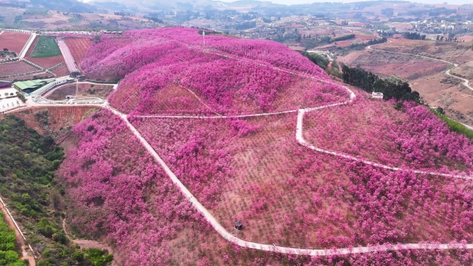 宜良千亩樱花 航拍