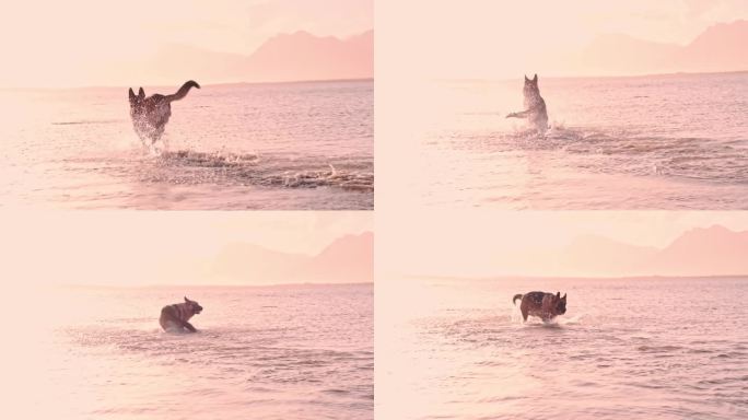 日落时分，一只雄性德国牧羊犬跑进了一个浅泻湖