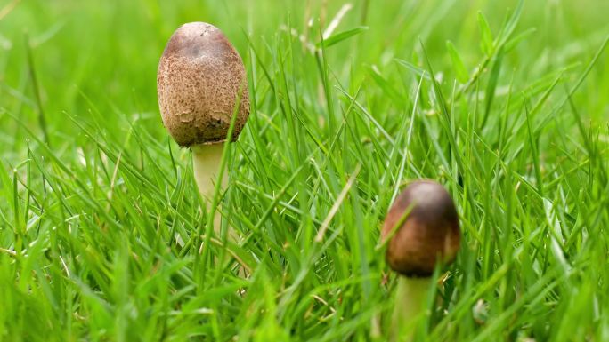 草地上长出小蘑菇