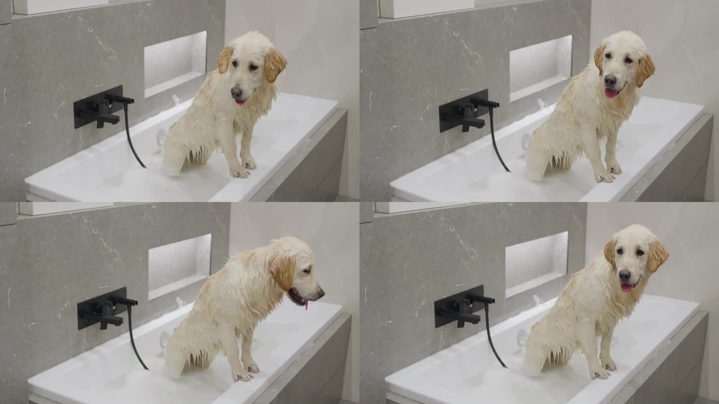 湿漉漉的金毛猎犬在洗澡。狗洗澡，等待主人用毛巾擦干