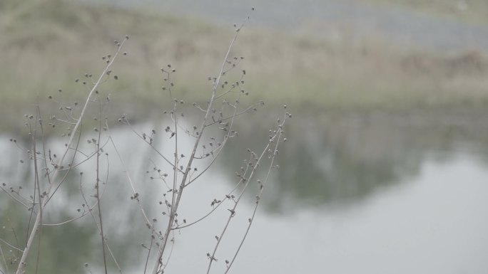 嫩芽和小黄花