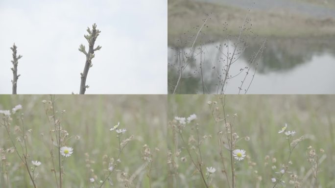 嫩芽和小黄花