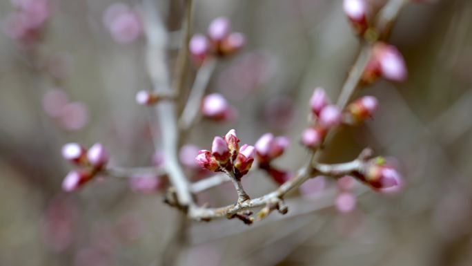 春天发芽的桃树，含苞待放