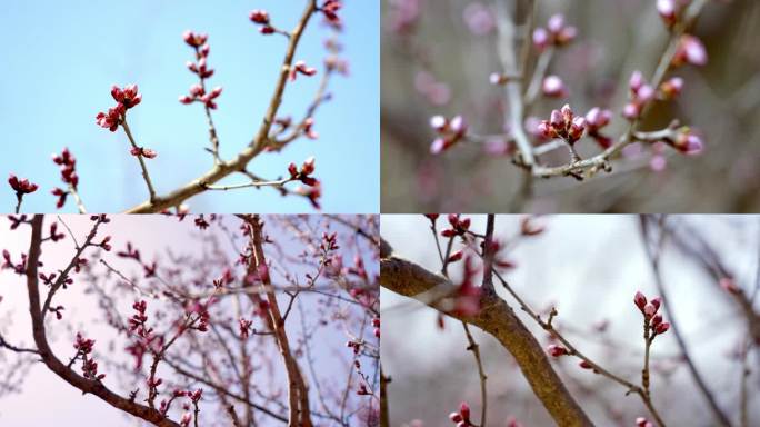 春天发芽的桃树，含苞待放