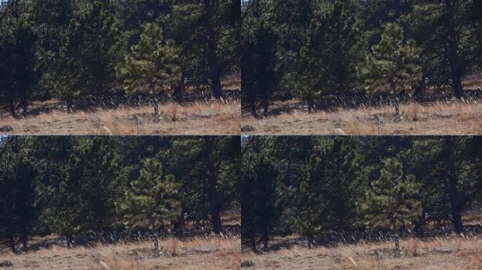 科罗拉多州博尔德的原生草和树木
