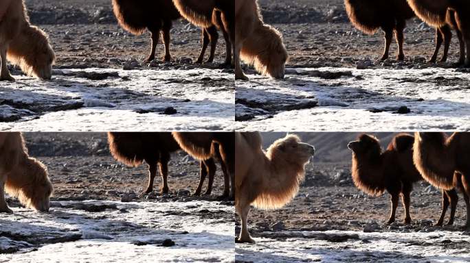 骆驼饮水 喝水 冰雪 水珠 水滴