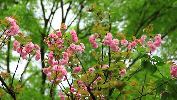 春分时节的樱花盛开