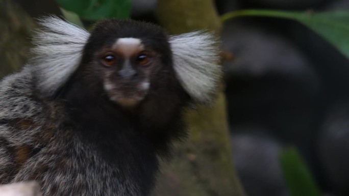 普通绒猴(Callithrix jacchus)，也叫白绒猴