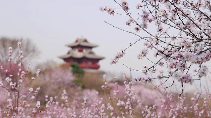 高清实拍北京园博园桃花谷桃花盛开