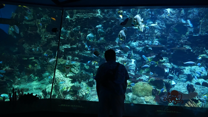 氛围感海洋馆水族馆4K实拍