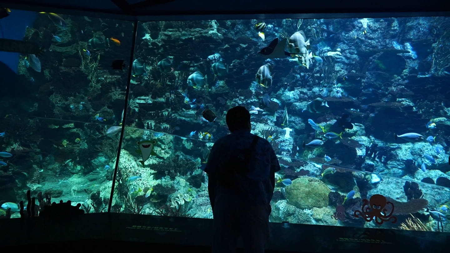 氛围感海洋馆水族馆4K实拍
