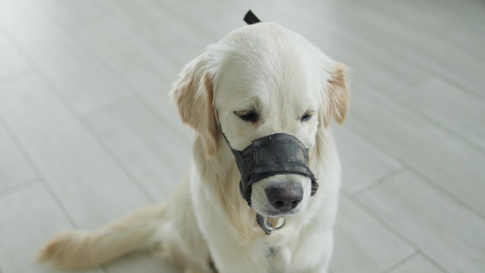 戴着鼻套的可怜狗。她边走边吃垃圾，现在会戴着嘴套走来走去。