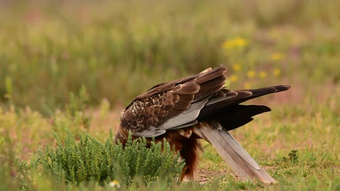 黑鸢，密尔乌斯迁徙栖息在乡村。