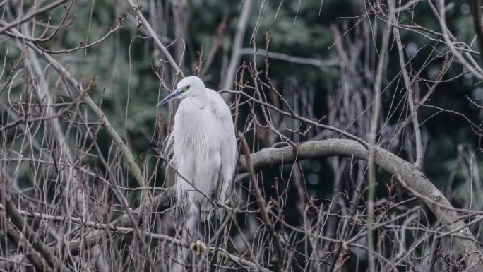 白鹭在树上休息湿地保护白鹭鸟栖息地