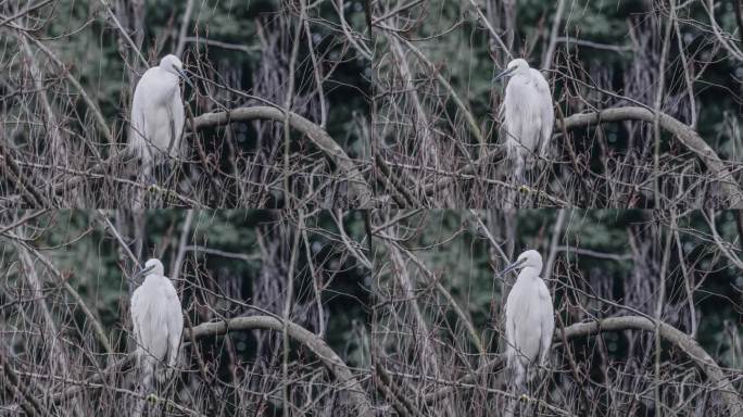 白鹭在树上休息湿地保护白鹭鸟栖息地