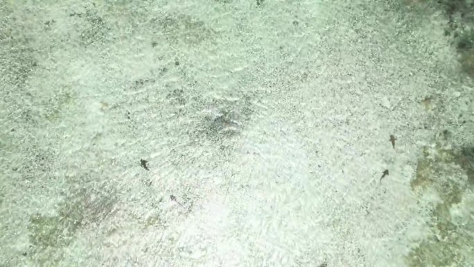 航拍的一群鲨鱼在委内瑞拉浅水沙滩上游泳