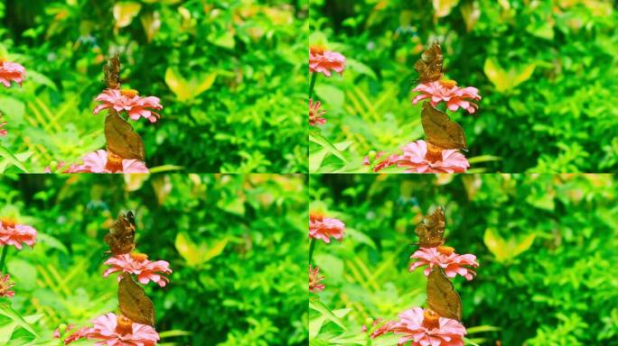 带状树棕蝴蝶