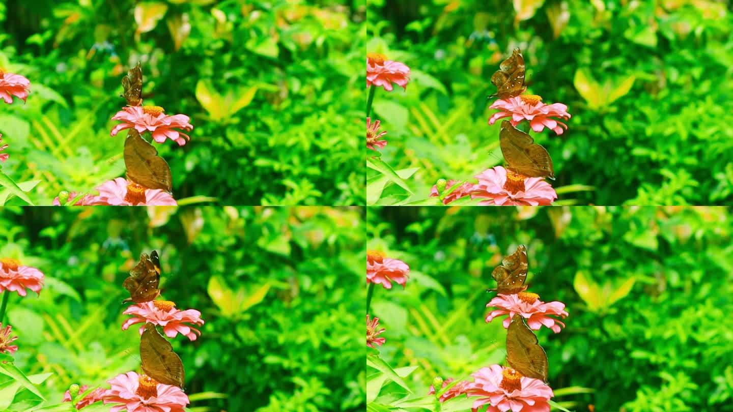 带状树棕蝴蝶