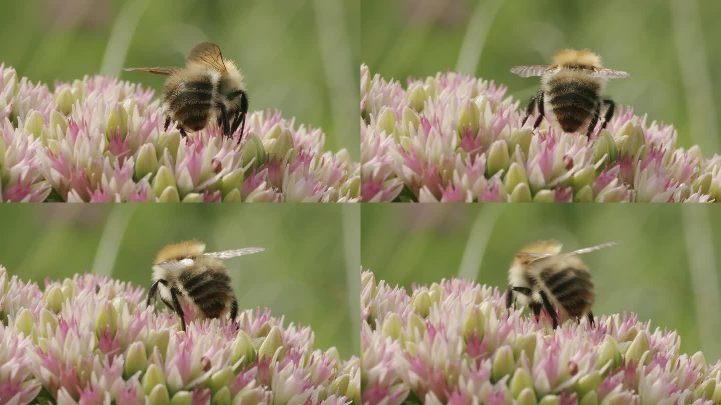 大黄蜂在公园花园里的石芋花上寻找花蜜。宏观昆虫影像
