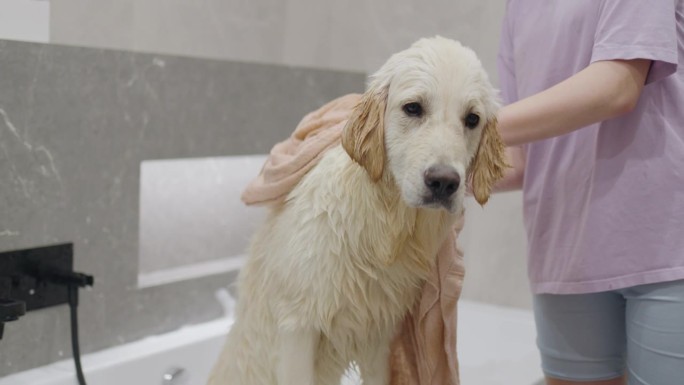 金毛猎犬洗澡后被擦干身体