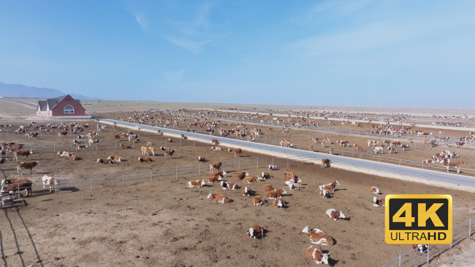 4K新疆牧场 养牛场航拍0046