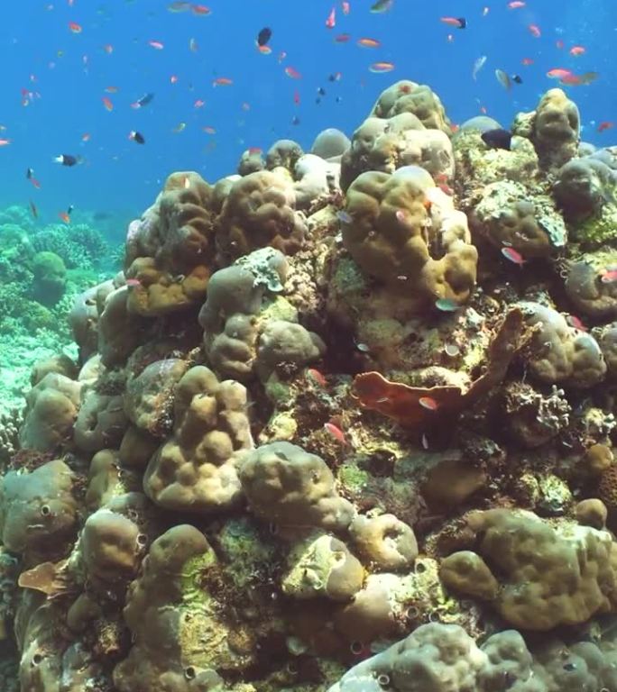 珊瑚礁和热带鱼。诗巴丹岛Semporna。马来西亚。