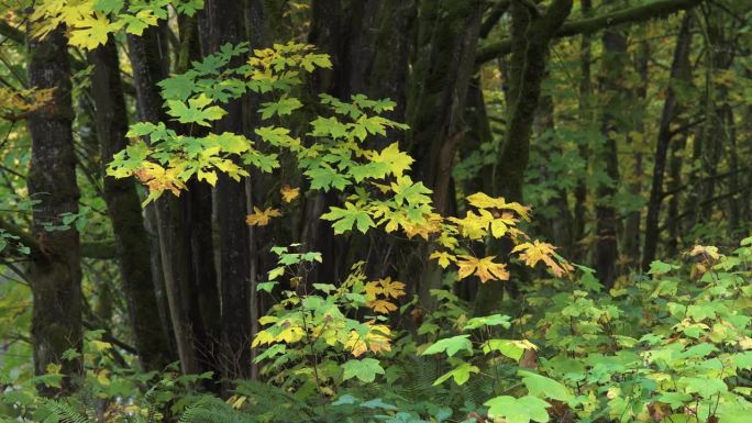 巨叶槭，大叶槭或俄勒冈枫，是一种大型落叶乔木属。它原产于北美西部