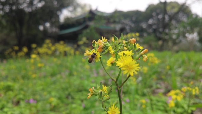 苦荬菜 菊科