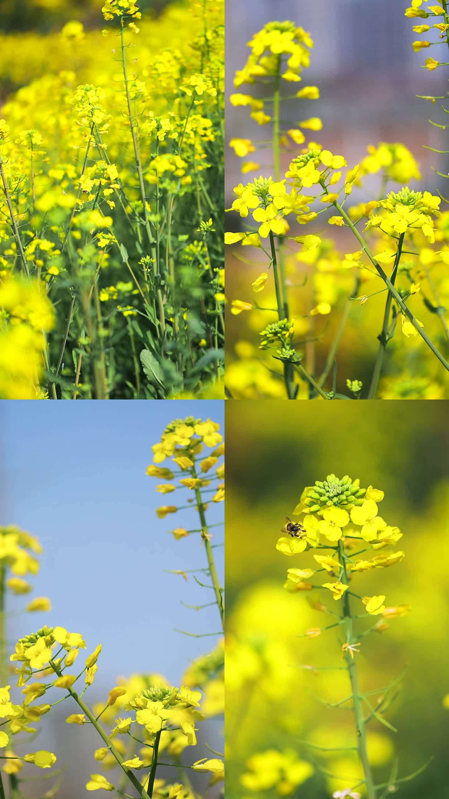 油菜花实拍竖版