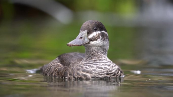 雌湖鸭Oxyura vittata在水面上下浮动，长焦镜头