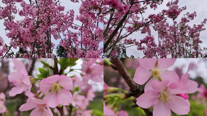 桃花飘桃花盛开梅花花海 梅花花园 花园赏