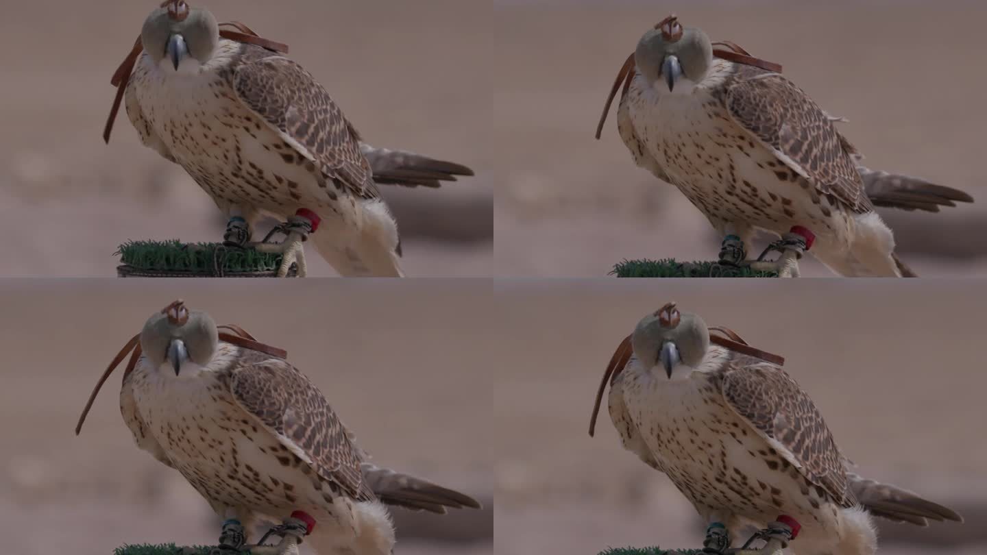戴着兜帽的猎鹰栖息在沙漠环境中，详细的特写