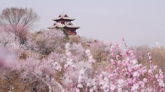 高清实拍北京园博园桃花谷桃花盛开