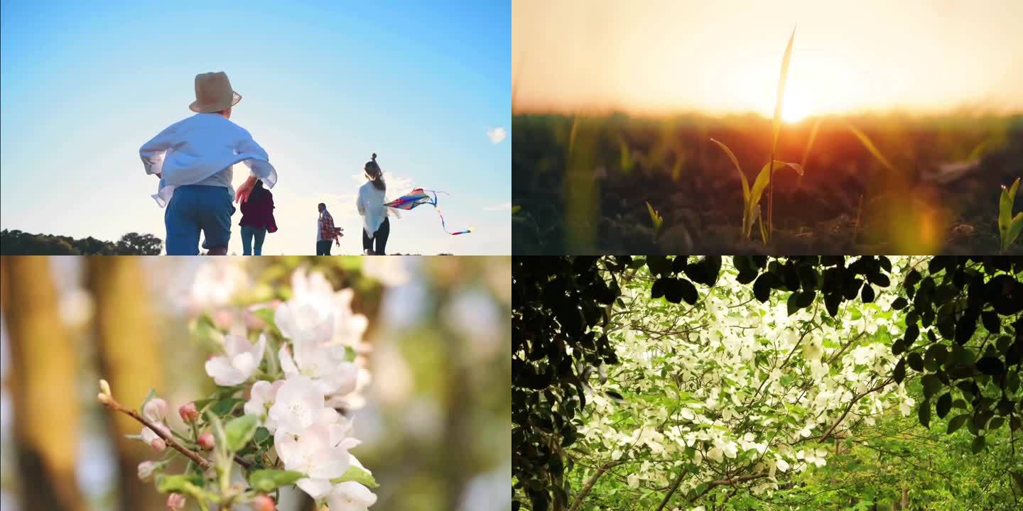 【宽屏】春天万物复苏花草树木