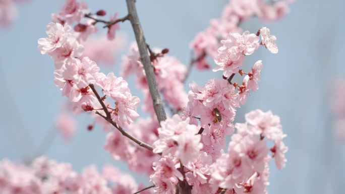 春天春暖花开桃花樱花空镜