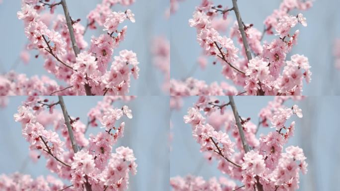 春天春暖花开桃花樱花空镜