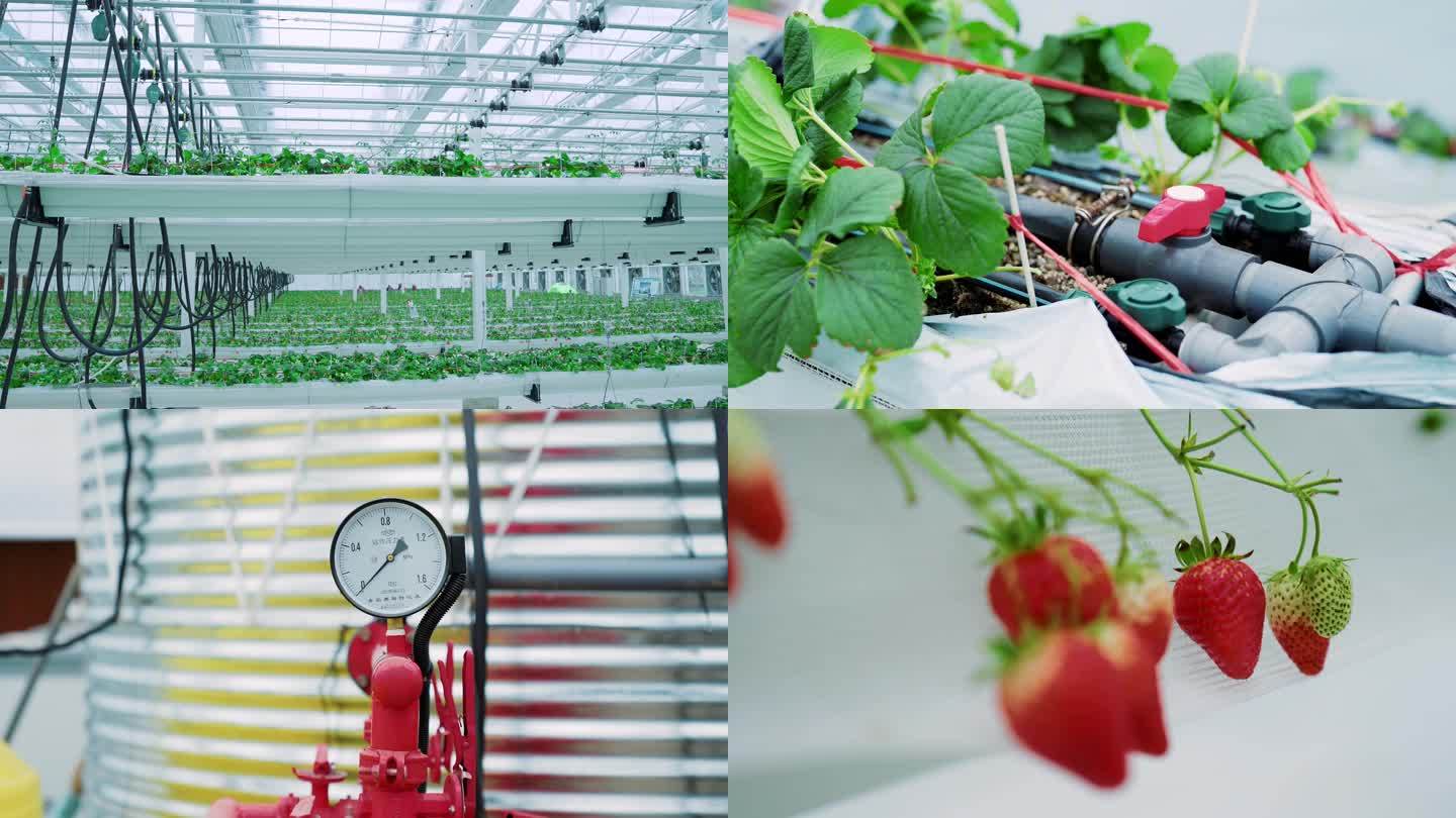 4K草莓温室大棚农业现代化新农业