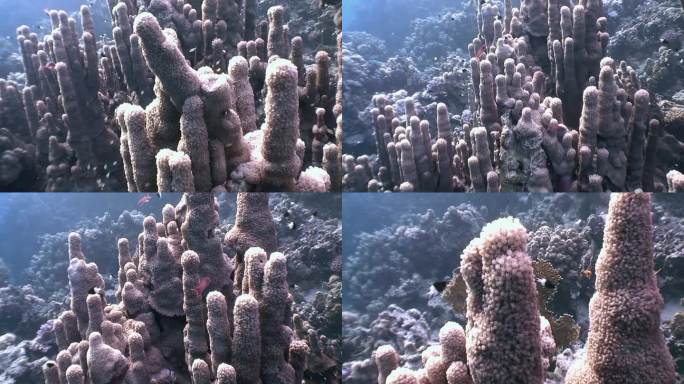 色彩精致的珊瑚在清澈的海水中形成美丽的景观。