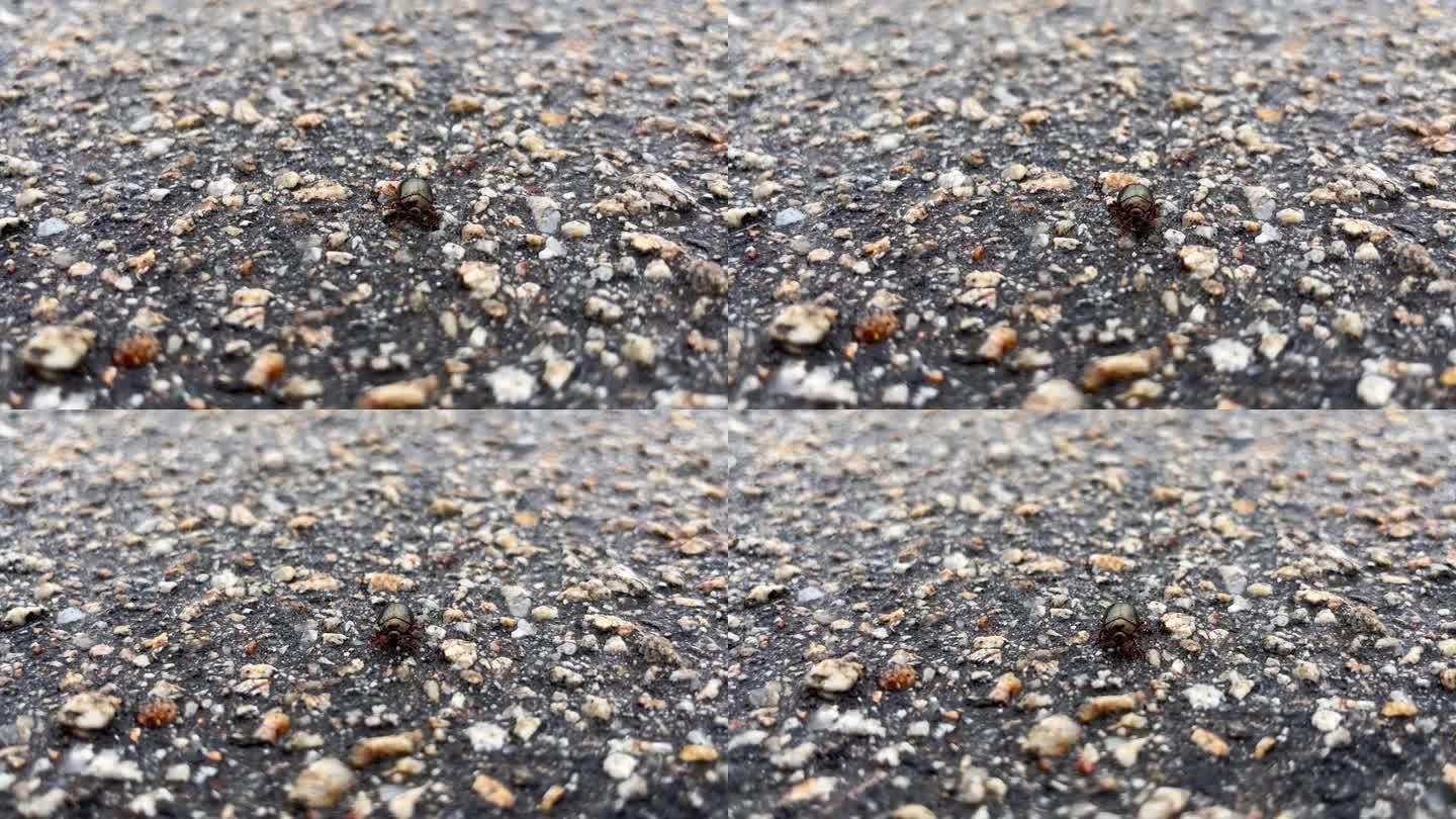 彩色彩虹甲虫在沥青路面上的特写