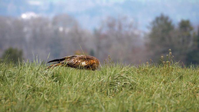 令人印象深刻的红色风筝鸟在绿色的田野上寻找蠕虫