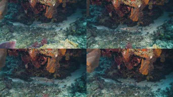 科苏梅尔。礁石和梭鱼。墨西哥。水下视频。